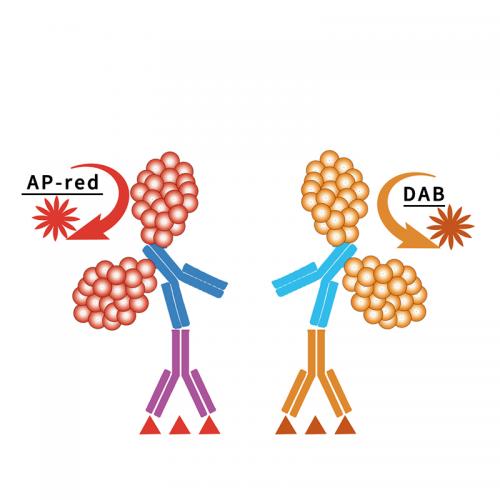 iVision?葡萄串式多聚體酶標二抗